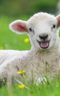 چوپان