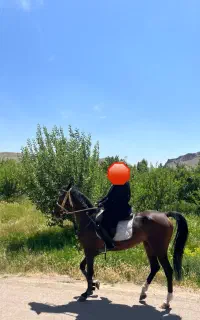 اسب مادیان جوان اسبب