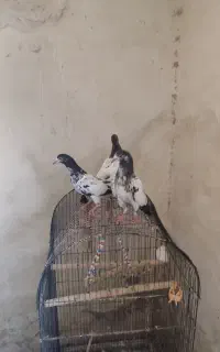جوجه شعبان