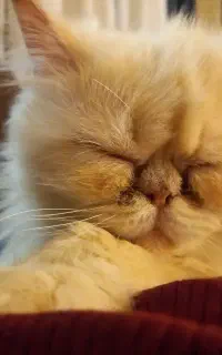 واگذاری رایگان گربه پرشین