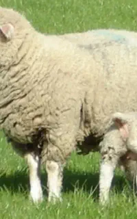 یونجه پرس و خرد شده