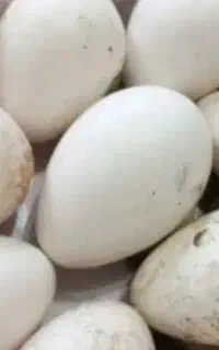 تخم مرغ بوقلمو