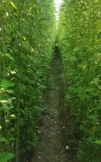 صنوبر و کبوده