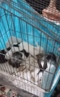 بچه خرگوش