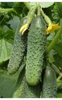 خیار گلخانه