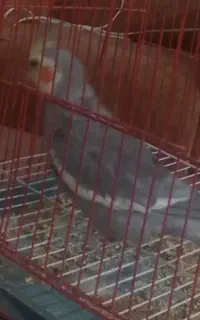 عروس هلندی گمشده