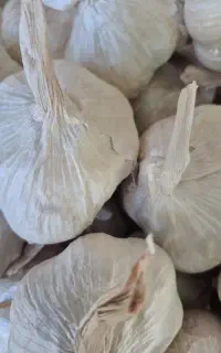 نیازمند تعدادی نیروی خانم