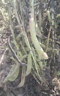 سلام