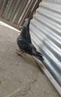 کبوتر نامه بر