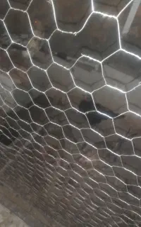 ۵عدد مرغ لری تخم گزار