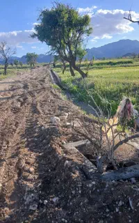 کود گاو