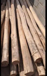 چوب.خرید.سپیدار
