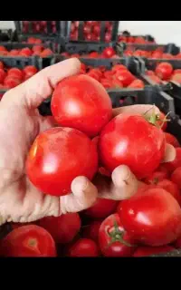 رب گوجه با بهترین طعم و کیفیت
