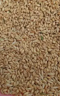 گندم