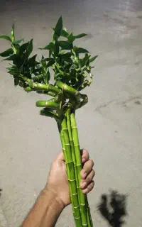 بامبو