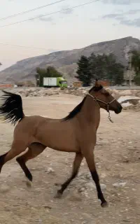 کره اسب مادیون