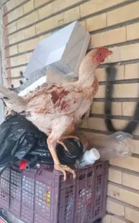 خروس لاری