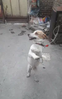سگ نژاد دار پاه کوتاه