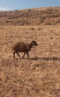 گوسفند