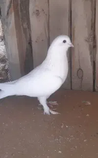 ۱۳ تا کبوتر ۶ تومن