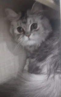 گربه اسکایتش برتیش