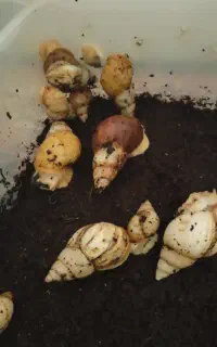 اهدای حلزون