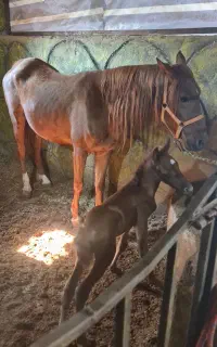 مادیان عرب با کره ۶ روزه یک سر مصری نیران الشغب