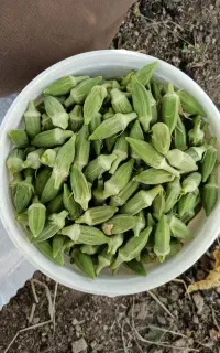 بامیه شوی