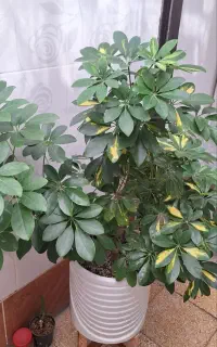 گل شفلرا