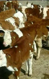 اگه قیمت گوساله‌ میدان بزرگ بندر ترکمن میخای