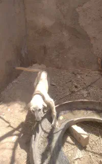 توله سگ عراقی ماده