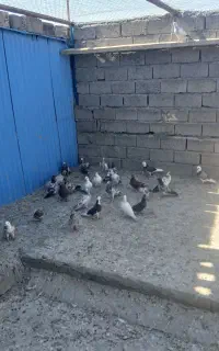فروش کبوتر پرشی