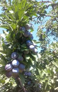 خریدار آلو آنجلا در سبد ۲۰ کیلویی