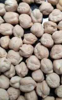 نخود‌درجه‌یک‌