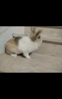 خرگوش لپ هلندی