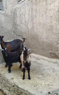 بز دوقلوزا(گوسفند میش شیشک قوچ بره نر ماده)