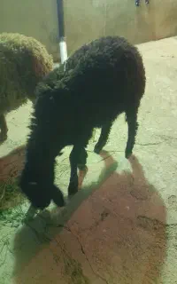 بره نر