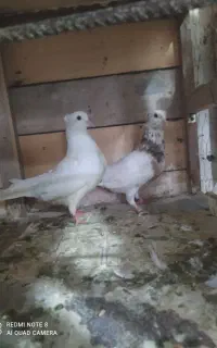 جفت پرشی نر و ماده