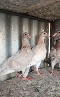 جوجه کوهی