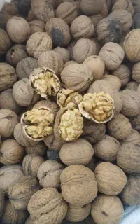 گردو درجه یک لرستان