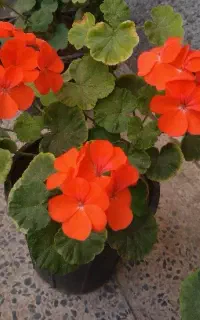 شمعدونی هلندی وگل ناز