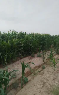 سرمایه گذار برای کشاورزی همه فصل هاکشت داریم