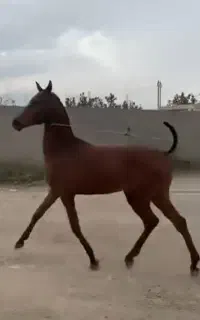 کره نریان ۱۸ماهه عرب ایرانی بسیار پرخون