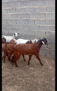 کهره نر سبک