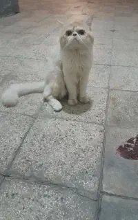 پرشین  ایرانی