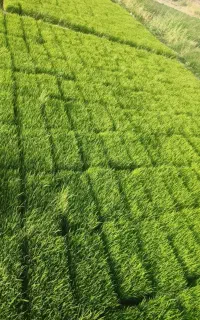 بذر نشاء شلتوک (چلتوک) کامفیروزی