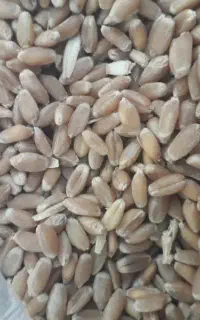 گندم کوهدشت وآفتاب