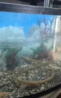 شیشه آکواریم + میز