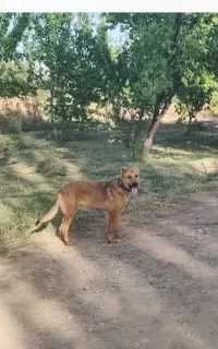 سن سگ