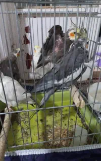 ۵ عدد عروس هلندی